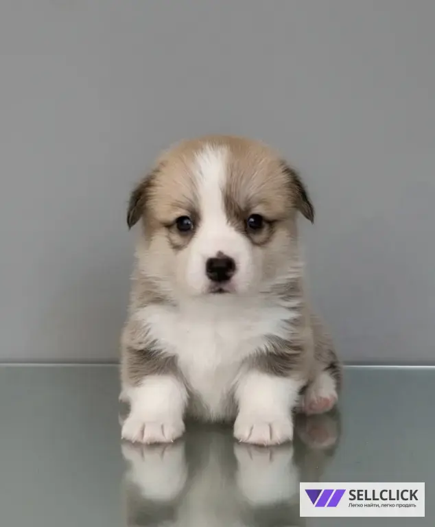 Вельш Корги Пемброк