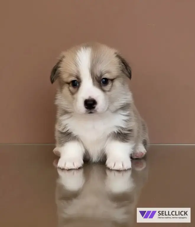 Вельш Корги Пемброк