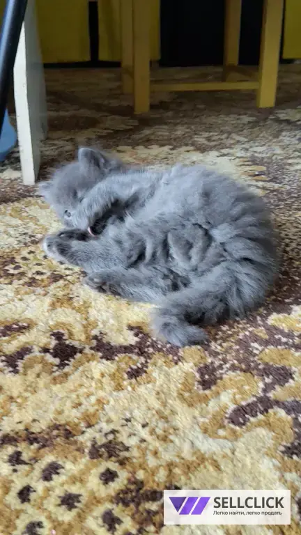 британские