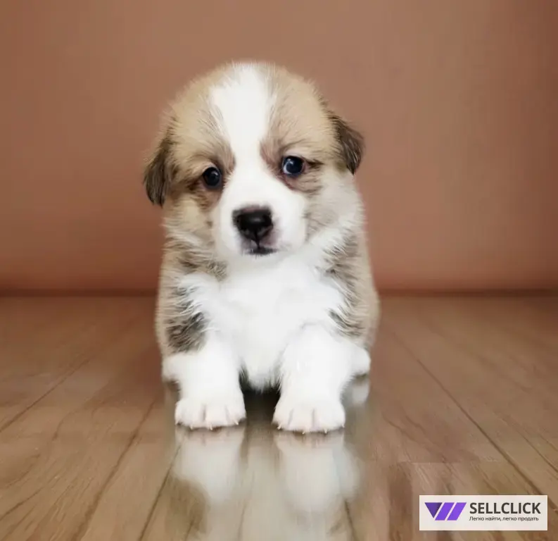 Вельш Корги Пемброк