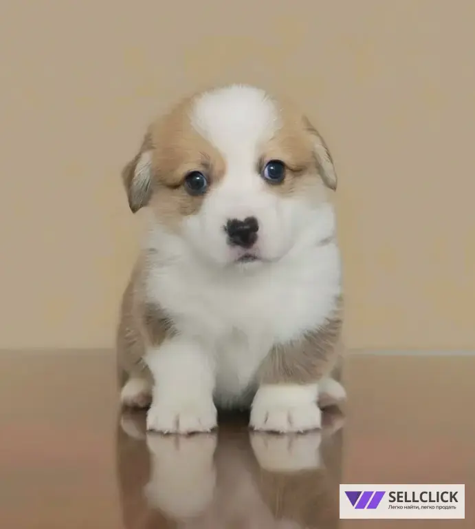 Вельш Корги Пемброк