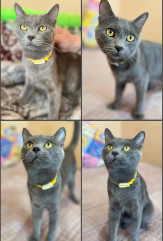 Молодой котик в добрый руки