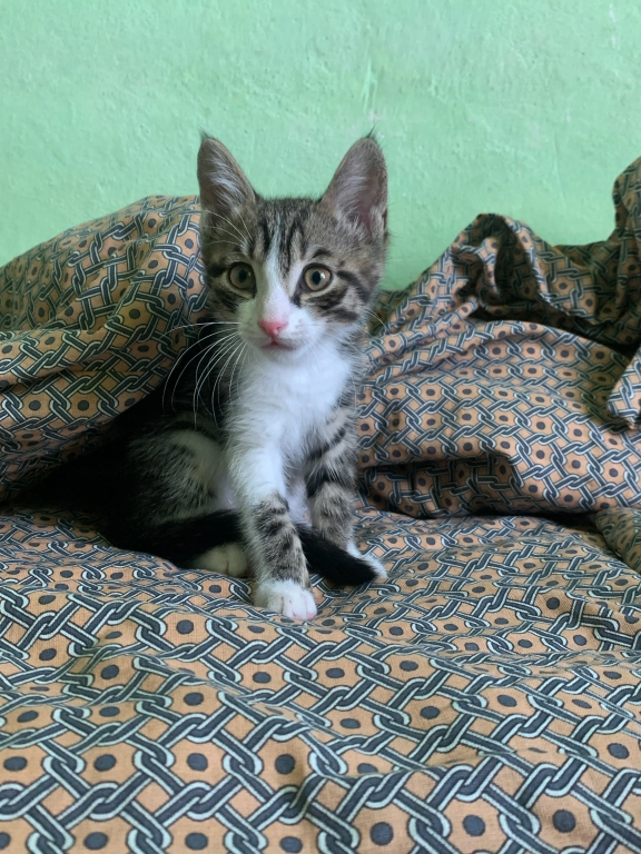 Отдам котика в хорошие руки