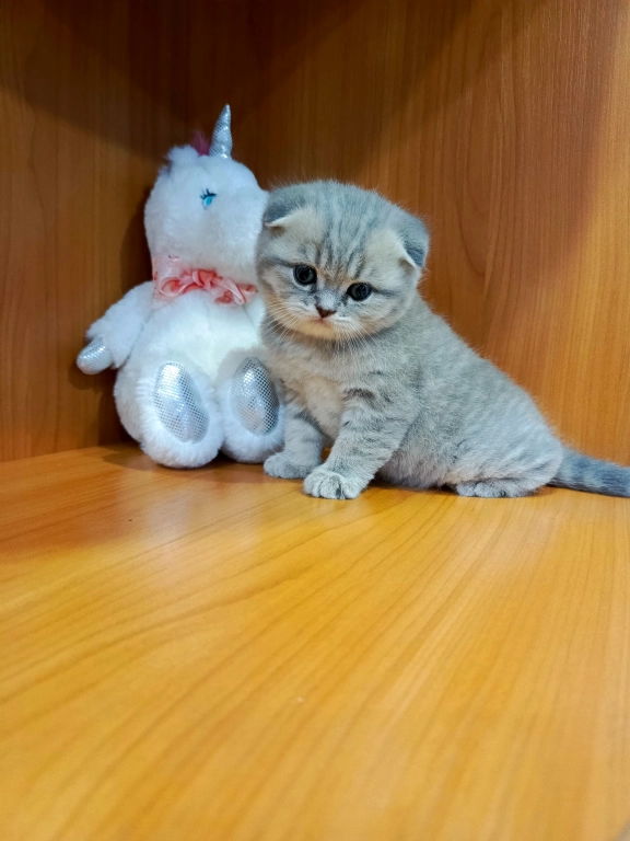 Продам британского вислоухого котёнка
