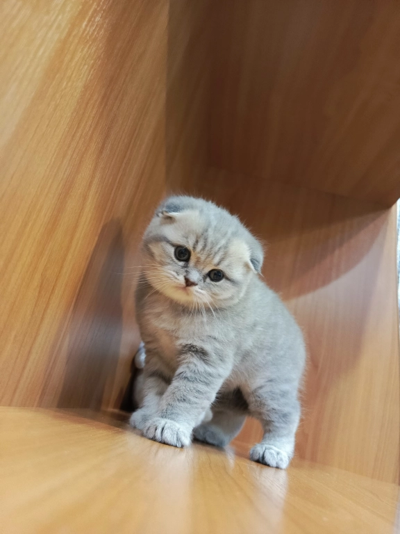 Продам британского вислоухого котёнка