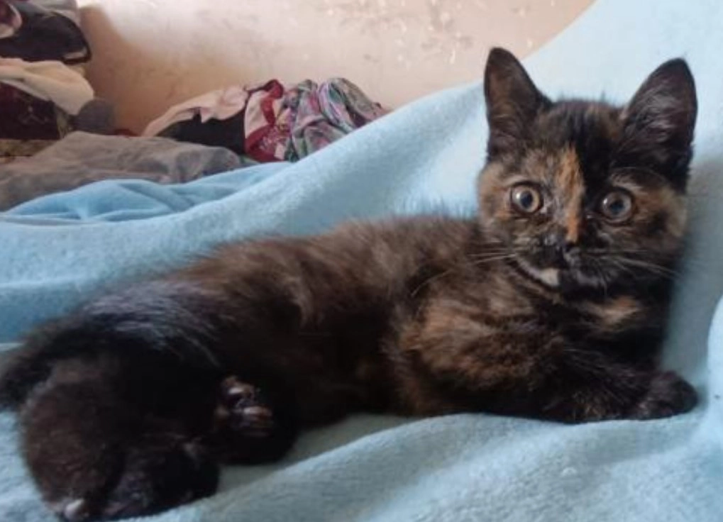 Продам Шотландских котят