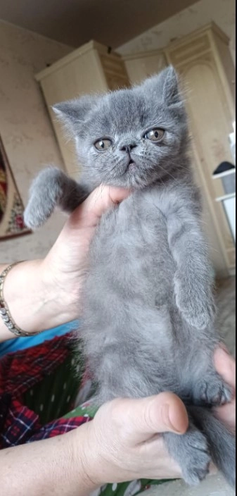 Продам Шотландских котят