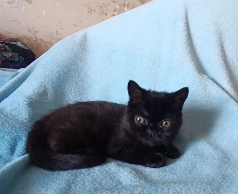 Продам Шотландских котят