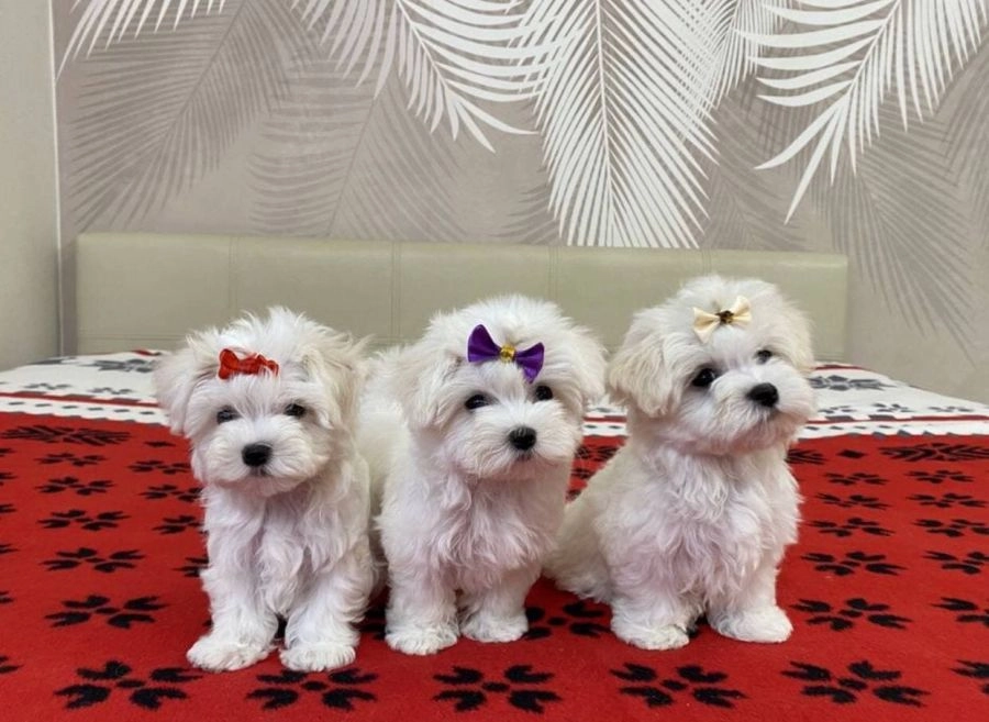 Мальтезе (Болонки) Чистокровные