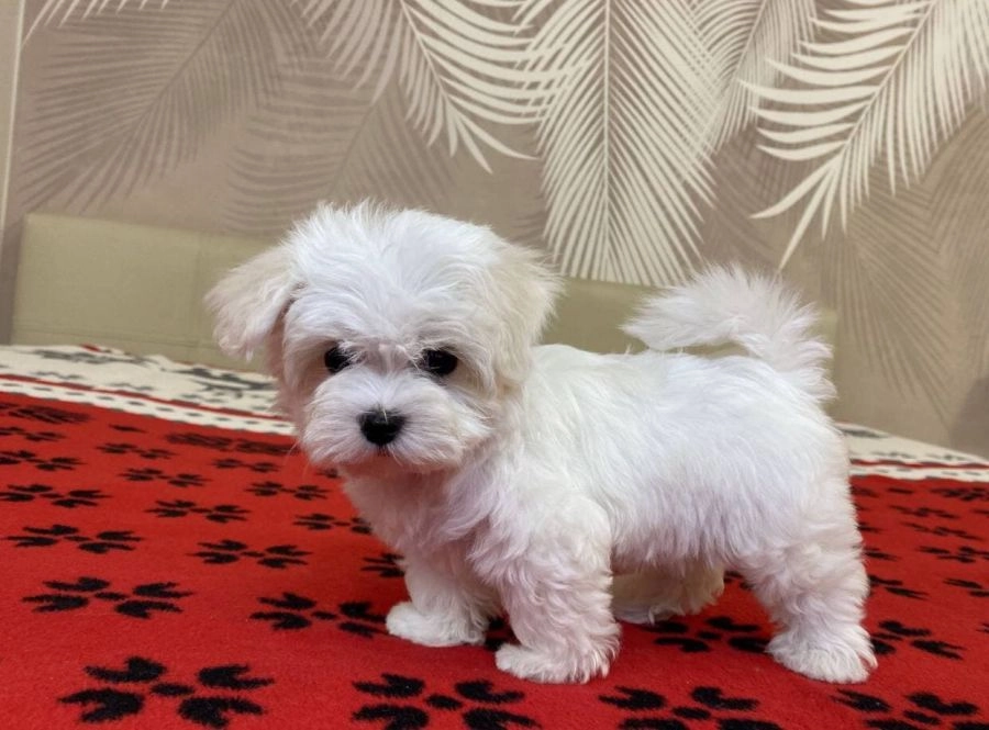 Мальтезе (Болонки) Чистокровные