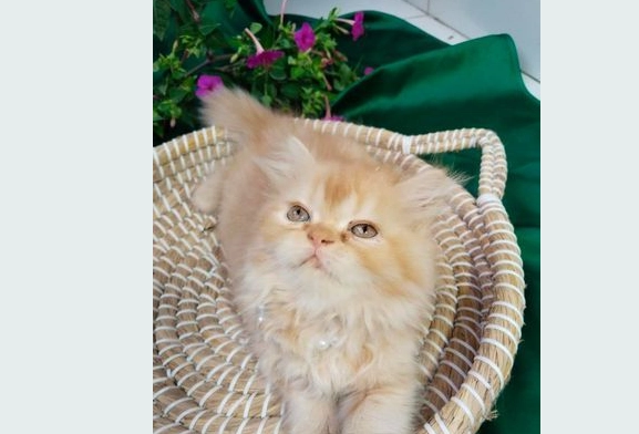 Чистокровный персидский котенок