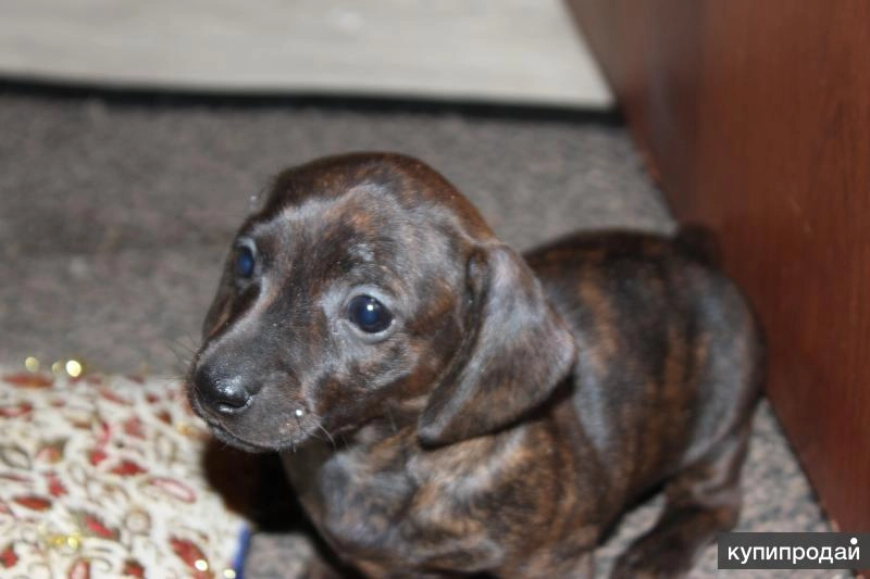 Продам щенков таксы