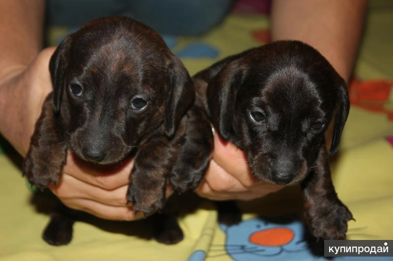 Продам щенков таксы