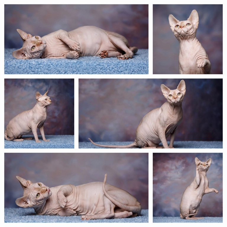 Продаетсяи сфинкс, Эльф, бамбино, Двэльф