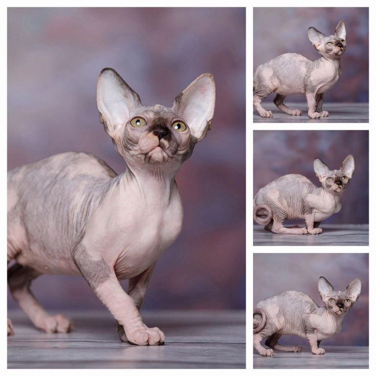 Продаетсяи сфинкс, Эльф, бамбино, Двэльф