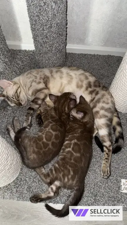 Бенгальский котенок