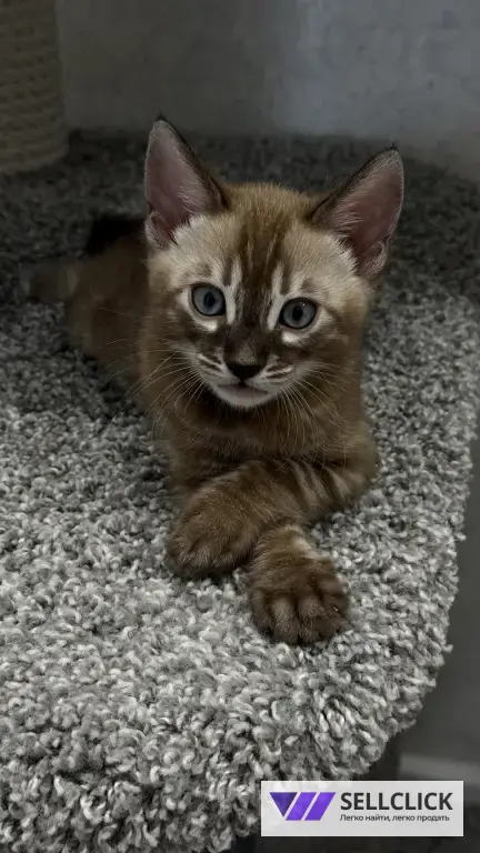 Бенгальский котенок