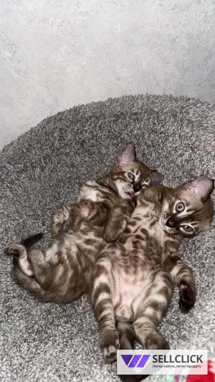 Бенгальский котенок