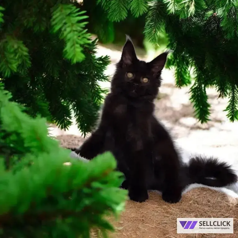 Мейн-кун