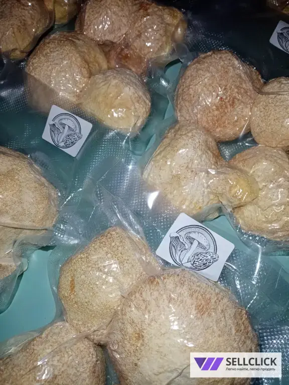 Ежовик гребенчатый плод цельный