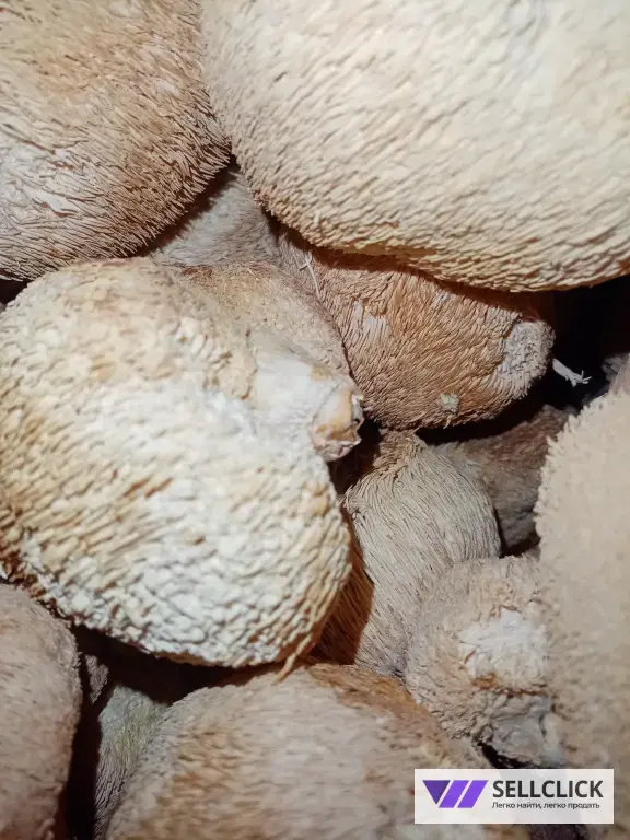 Ежовик гребенчатый плод цельный