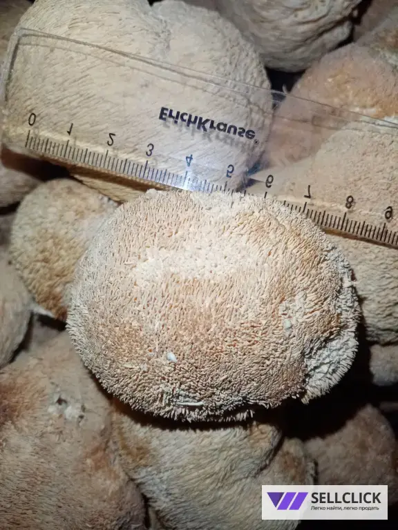 Ежовик гребенчатый плод цельный