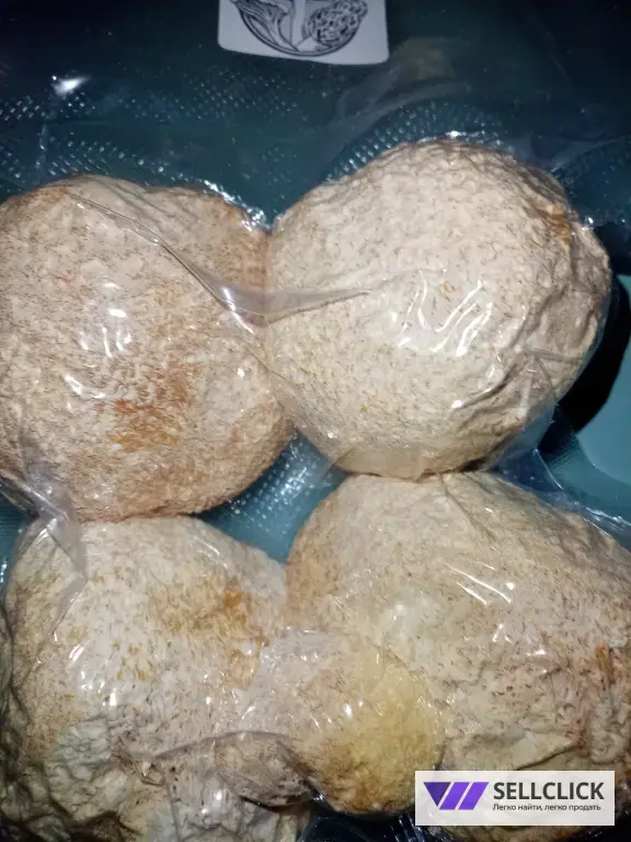 Ежовик гребенчатый плод цельный