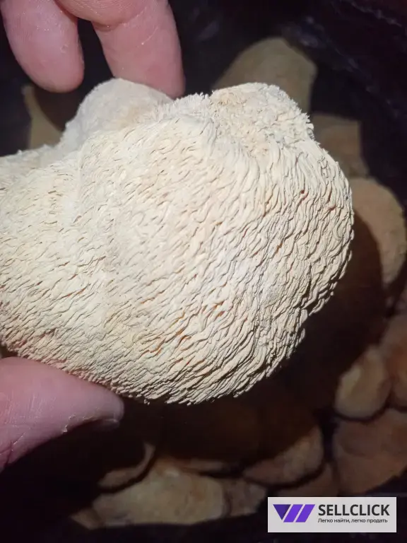 Ежовик гребенчатый плод цельный