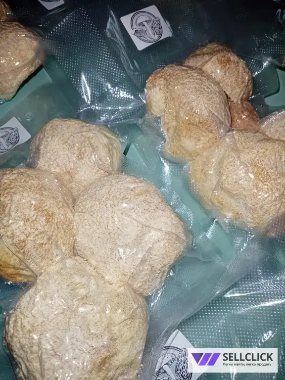 Ежовик гребенчатый плод цельный