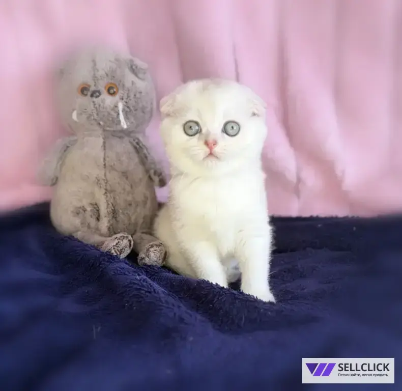 Шотландские котята