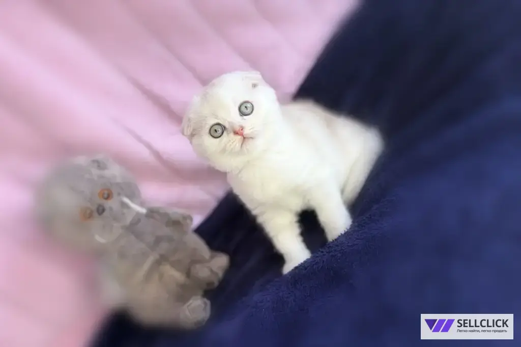 Шотландские котята