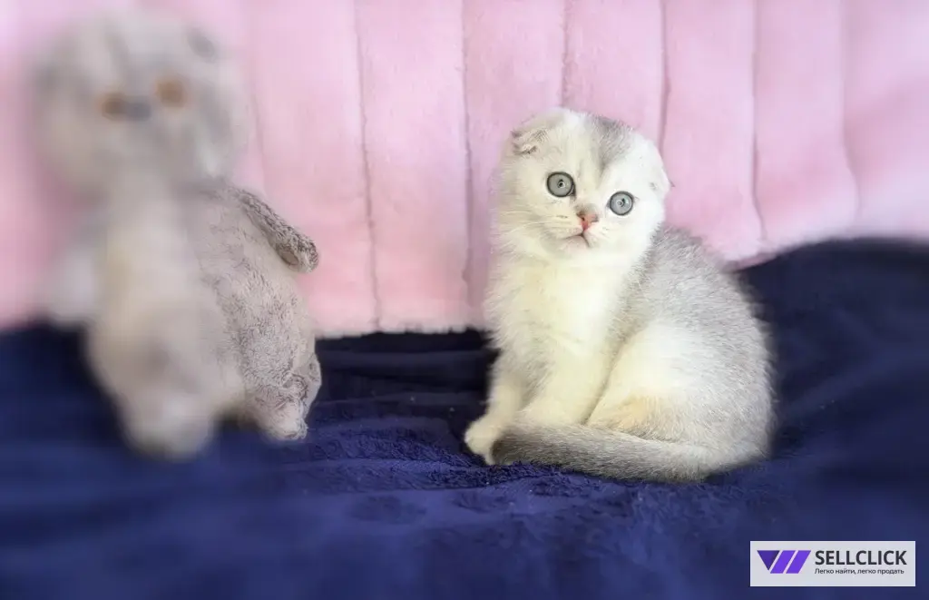 Шотландские котята