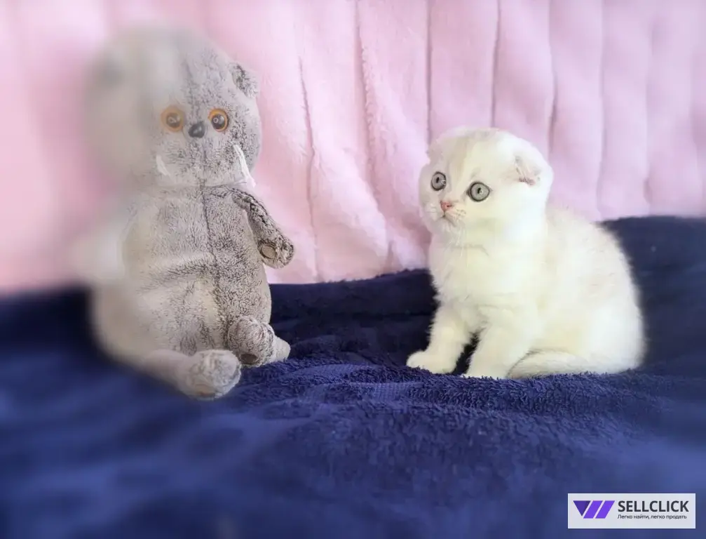 Шотландские котята