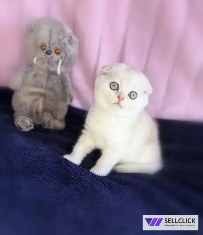 Шотландские котята
