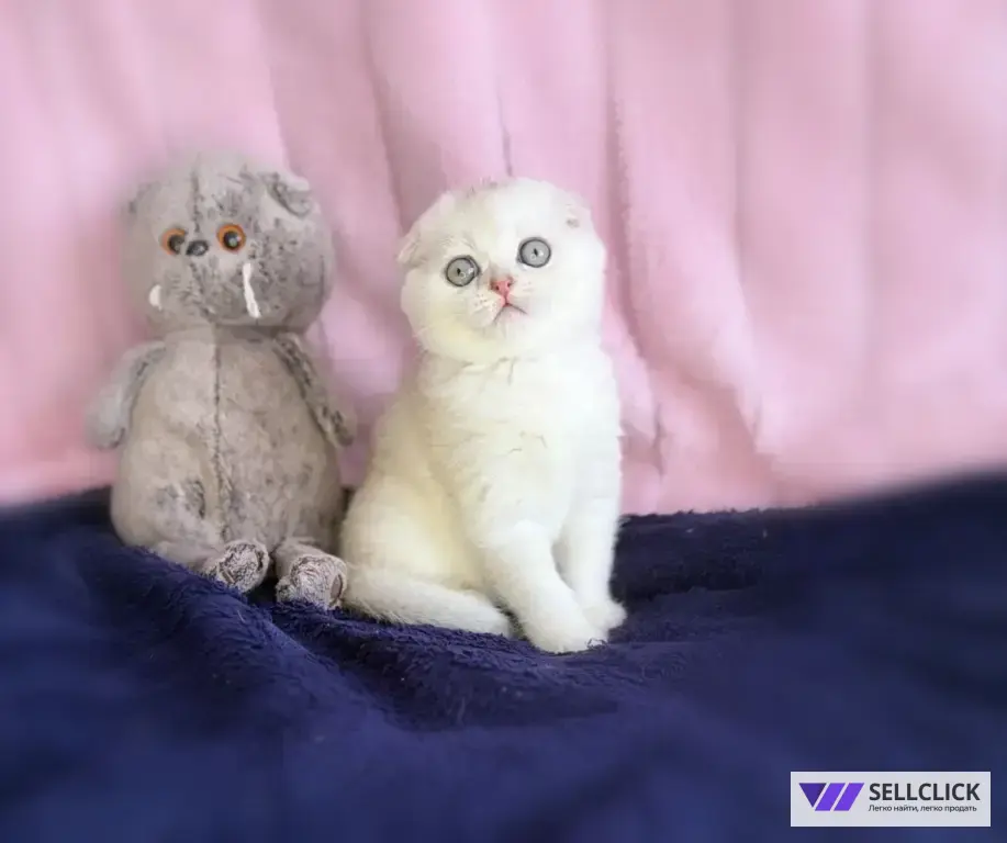 Шотландские котята