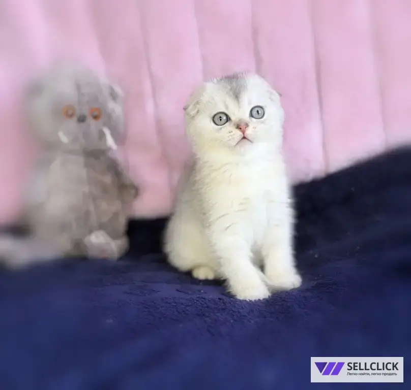 Шотландские котята
