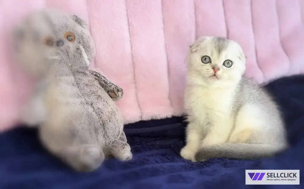 Шотландские котята