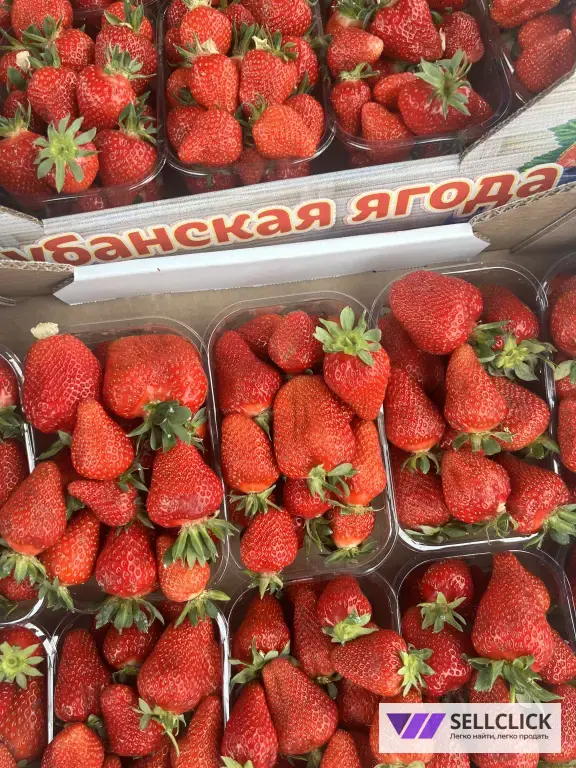 кубанская клубника