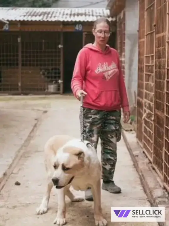 Ветеринар на дом