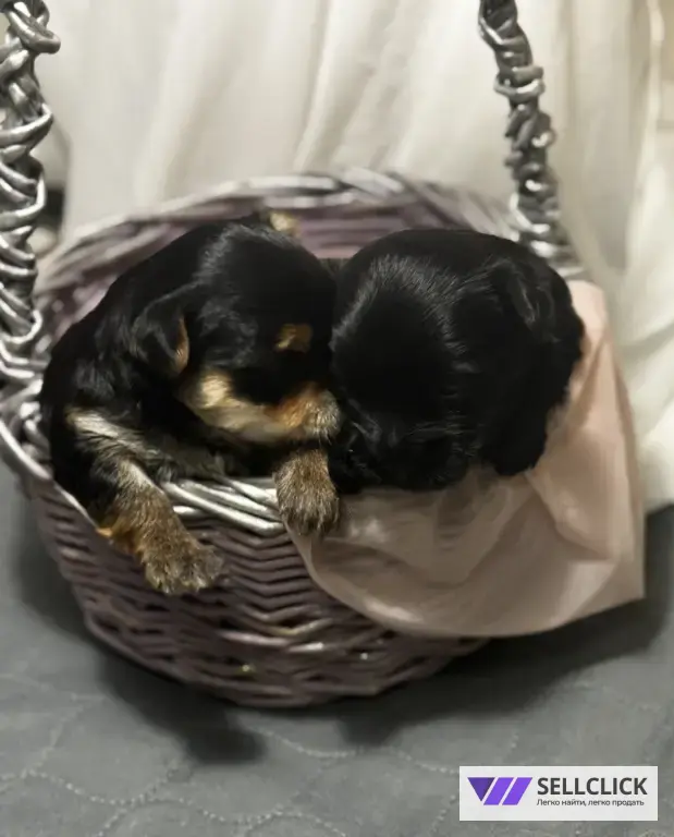 Щенки йоркширского терьера