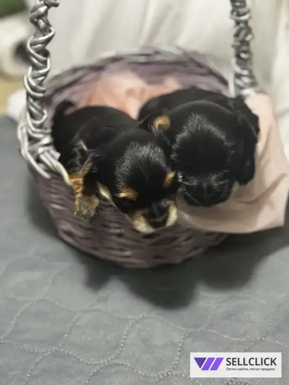 Щенки йоркширского терьера