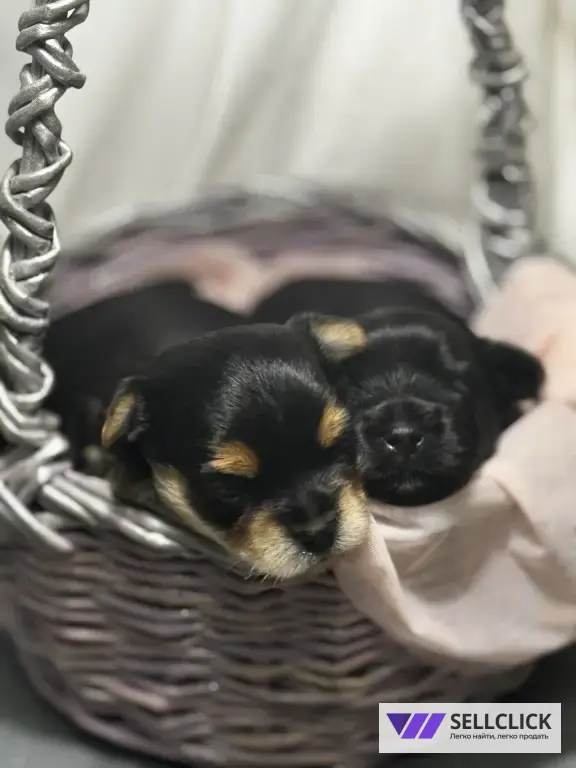 Щенки йоркширского терьера