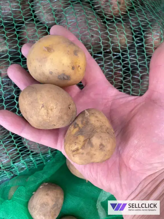 продам семена картофеля Коломбо