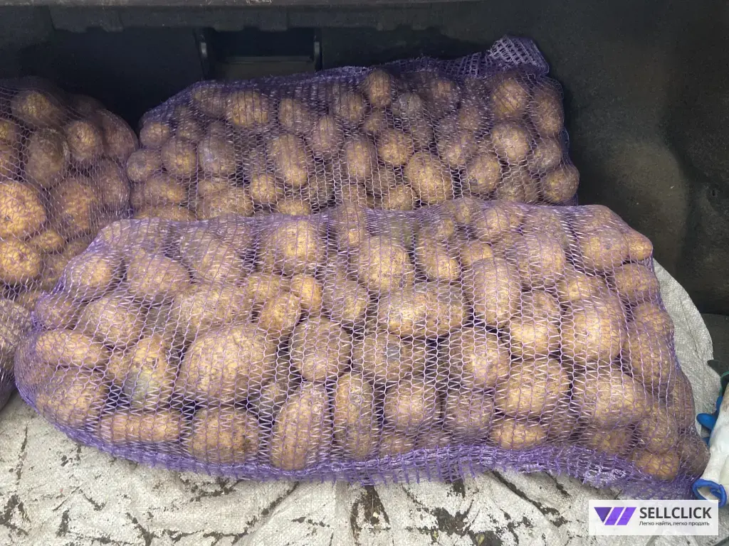 продам картофель оптом и в розницу