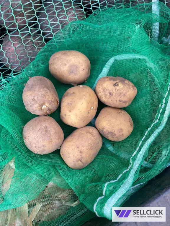 продам семена картофеля Коломбо