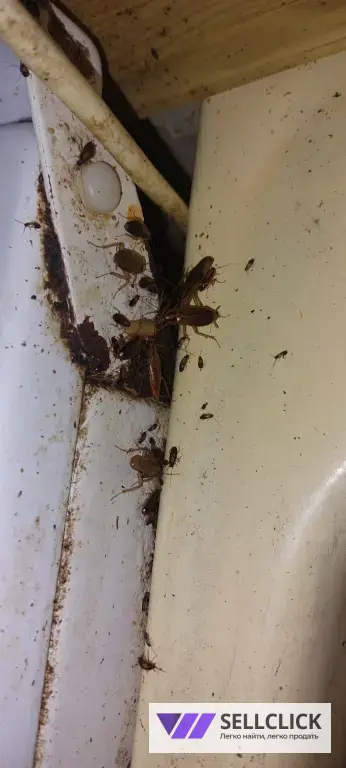 дезинфекция дератизация дезинсекция потравить тараканов потравить клапов