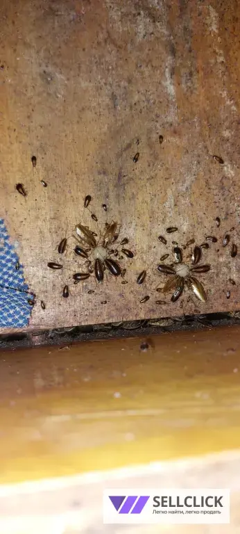 дезинфекция дератизация дезинсекция потравить тараканов потравить клапов