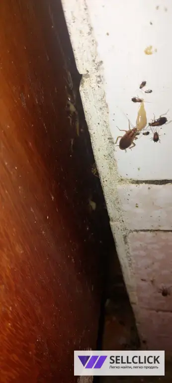 дезинфекция дератизация дезинсекция потравить тараканов потравить клапов