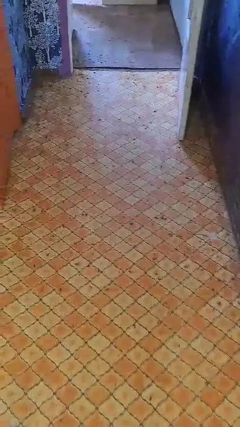 дезинфекция дератизация дезинсекция потравить тараканов потравить клапов