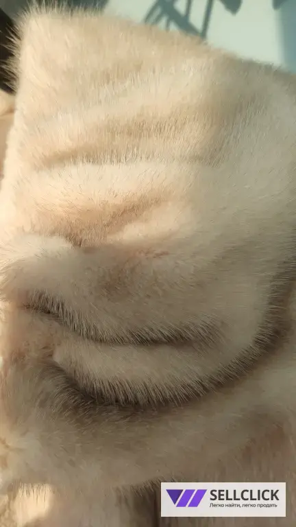 Шуба из стриженного бобра с норкой